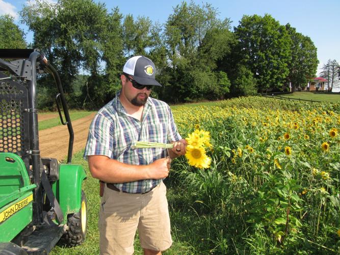 Sunflowers