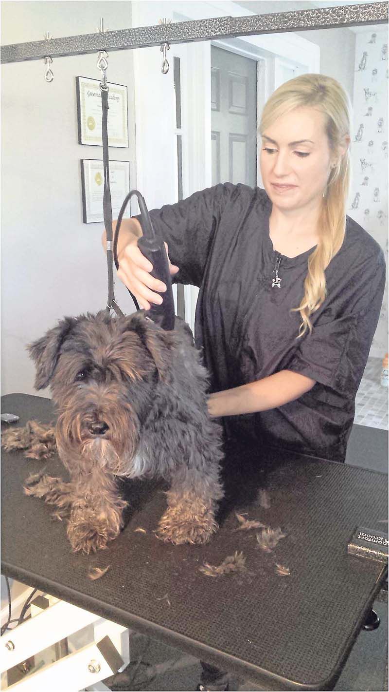 Dog groomer sets up shop in Bland