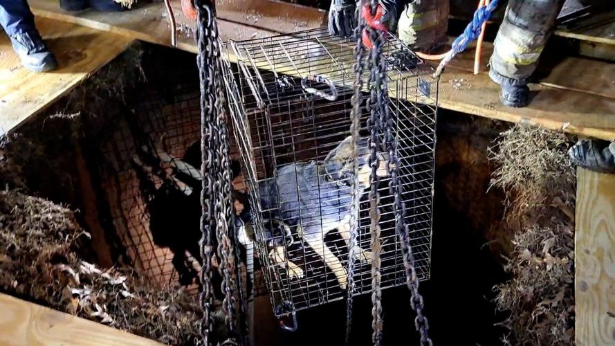 021326-lna-news-dogrescue-p3