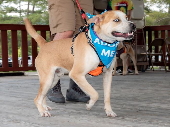 062426-smy-news-Woofstock-p1.jpg