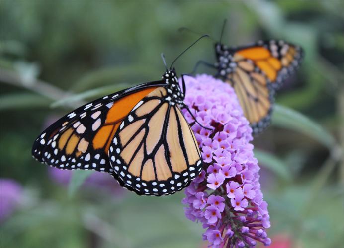 SMY 0810 BR Monarch duo.jpg