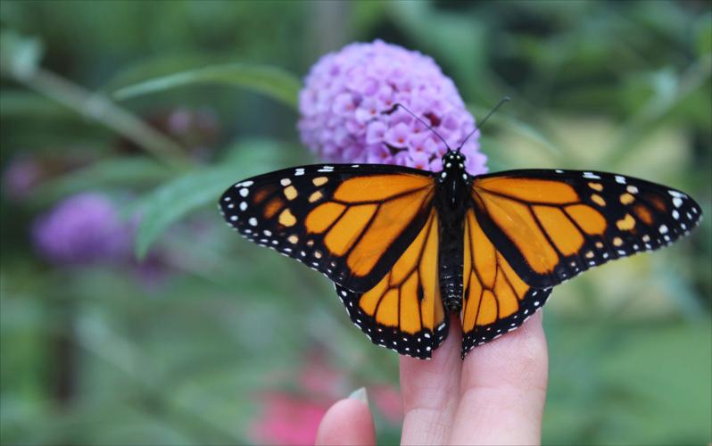 SMY 0810 BR Monarch fingertips.jpg