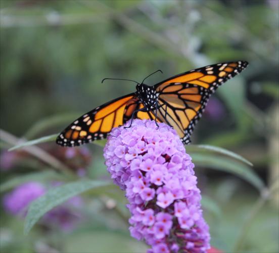 SMY 0810 BR Monarch.jpg