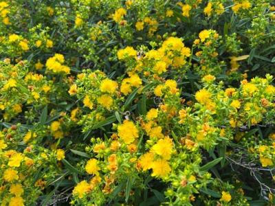 Myers Kalm's St. John's Wort