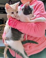 Pets of the Week
