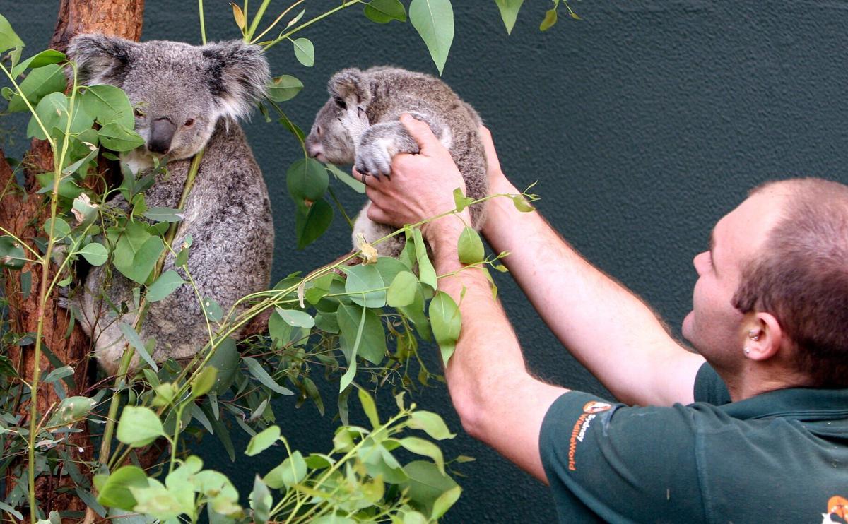 Birth of Australian zoo's 100th koala joey sparks hope for