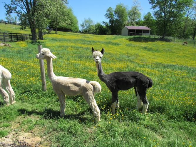 Dreamland Alpacas