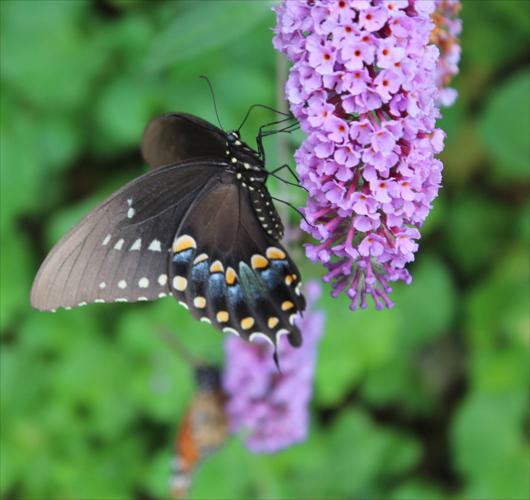 SMY 0810 BR Swallowtail butterfly.jpg