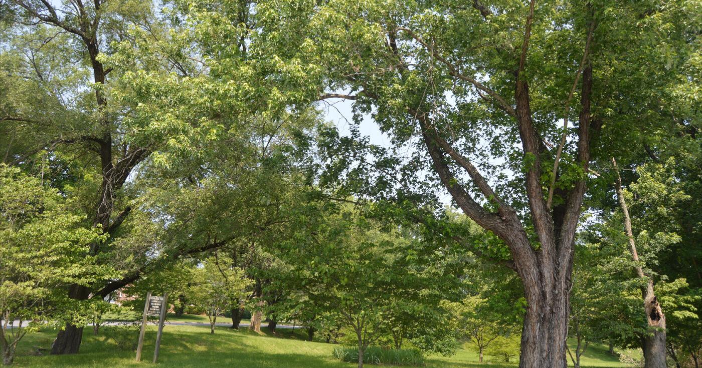 Marion to assess Wassona Circles trees for their health, safety - Vimarsana News