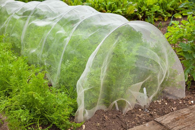 Plant netting