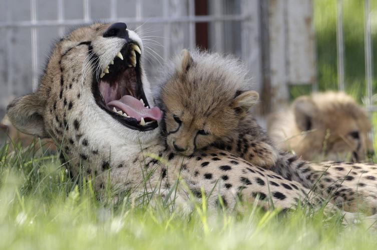 Czech Republic Baby Cheetah Quintuplets