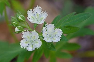 Guided hike phacelia in Smyth