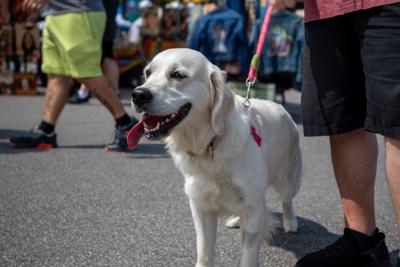 Farmers market dog