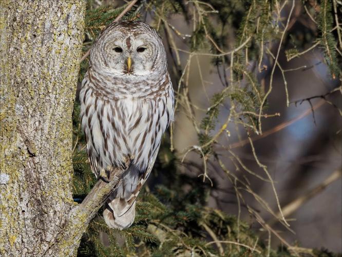 021424-smy-news-main-HMSP Bird Count-p1.jpg