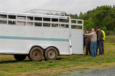 Livestock hauling