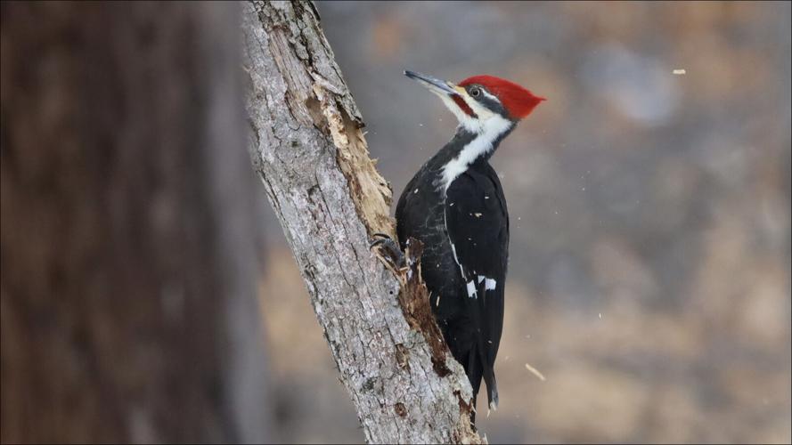 021424-smy-news-main-HMSP Bird Count-p2.jpg