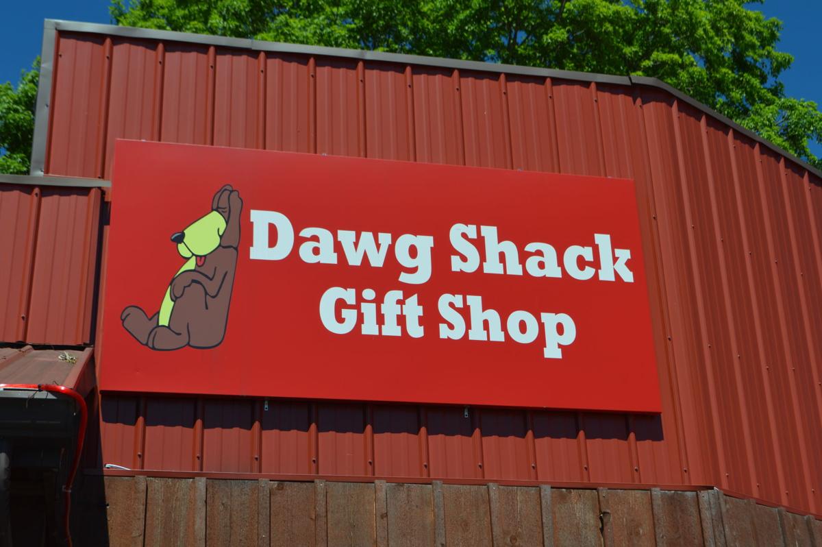 Dip into Marion with Dip Dogs News
