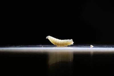 USA-SCREWWORM/