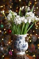 Plant, grow and enjoy paperwhites