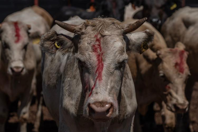 A cow is marked with red paint after a Mexican veterinarian determined it did not meet export requirements during an inspection at the Unión Ganadera Regional de Sonora export facility in Agua Prieta, Sonora, on Aug. 24, 2026. Cattle that fail health and