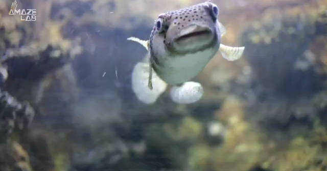 Are puffer fish important in the making of pain killers?