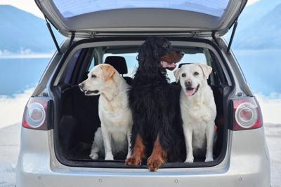 Crossing the U.S. - Canada border with your pets: What to know before you go - Image