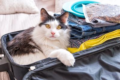 Trips with Cats: A Purr-fect idea? Why traveling with your favorite feline is easier than you might think - Image