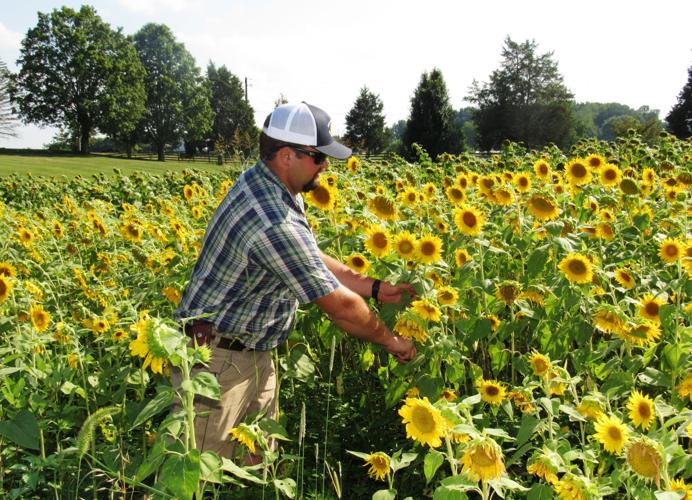 Sunflowers
