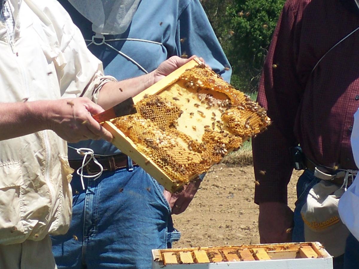 Beekeeping takes off in Southwest Virginia Latest Headlines