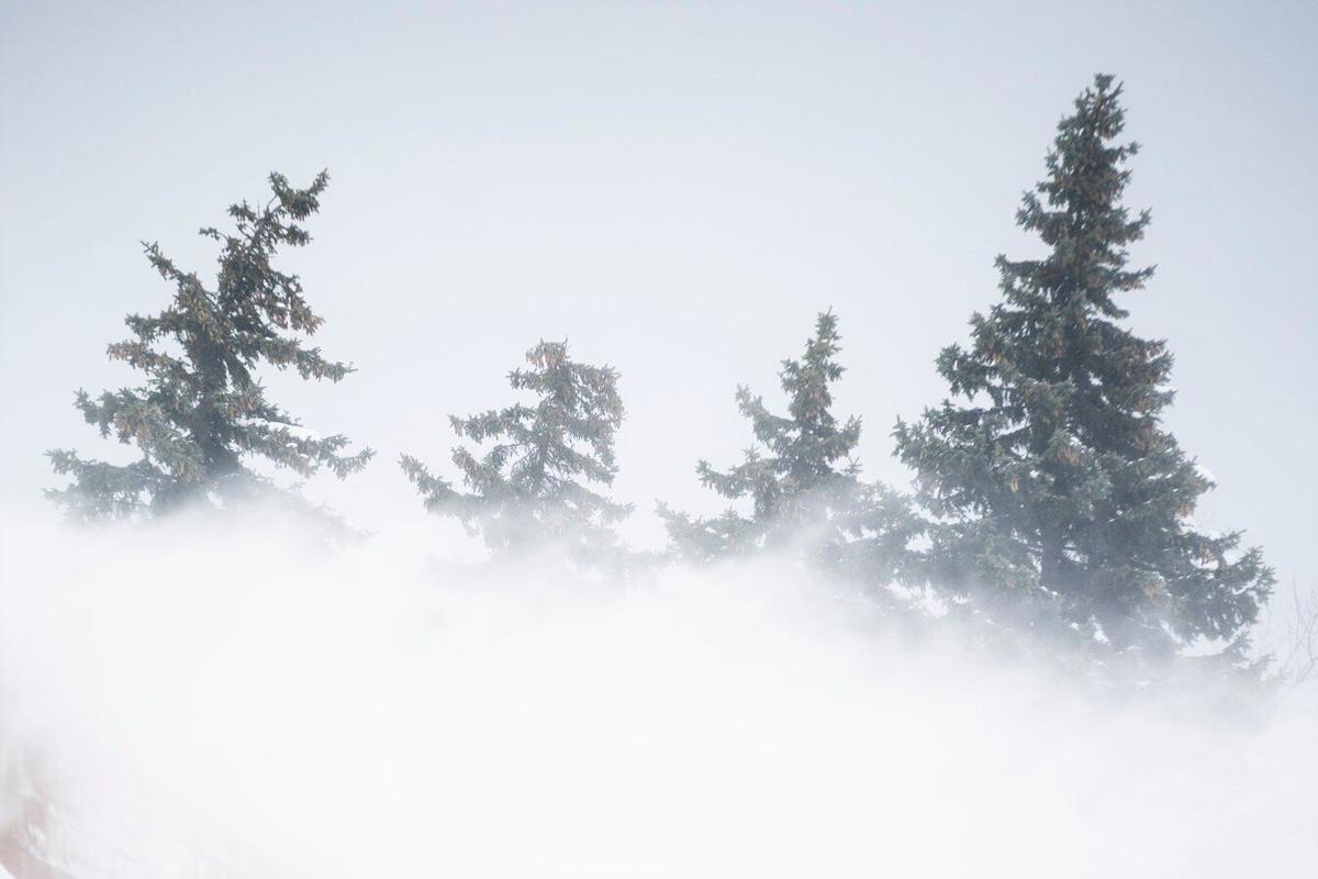 Wind-whipped trees (copy)