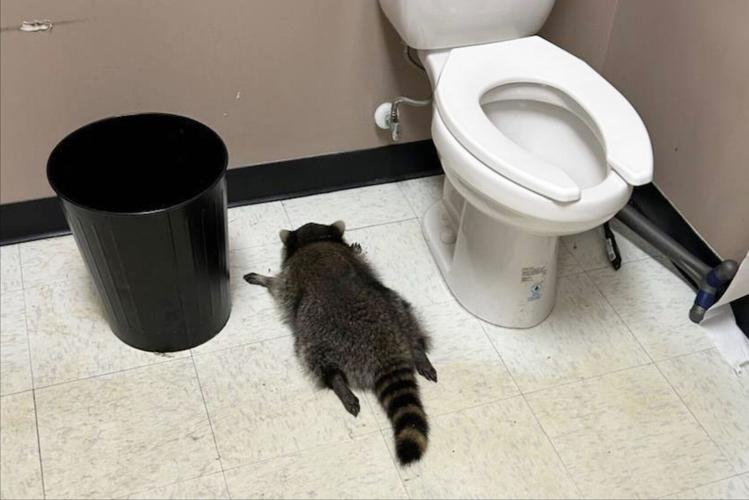 Virginia Drunk Raccoon