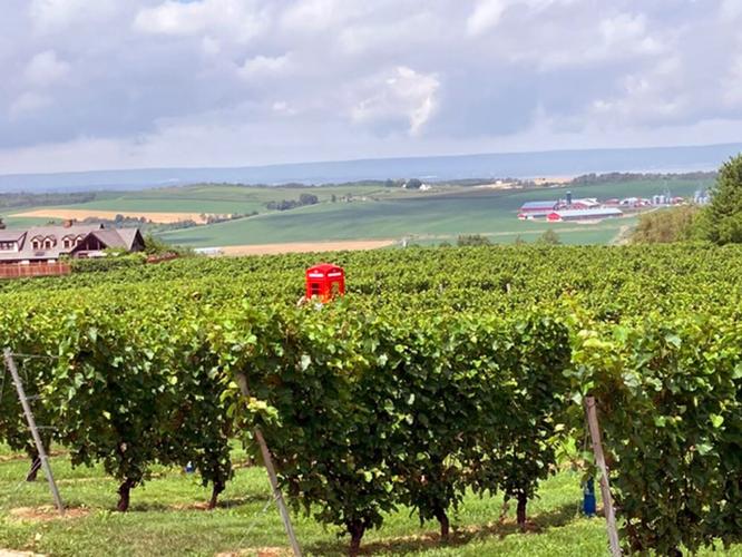 At the nearby Luckett Vineyards for lunch, the spacious restaurant with its floor-to-ceiling windows overlooked grapevines as far as the eye could see. A red English call box stood in the middle of the vineyard. From there, you can call anywhere in the ...