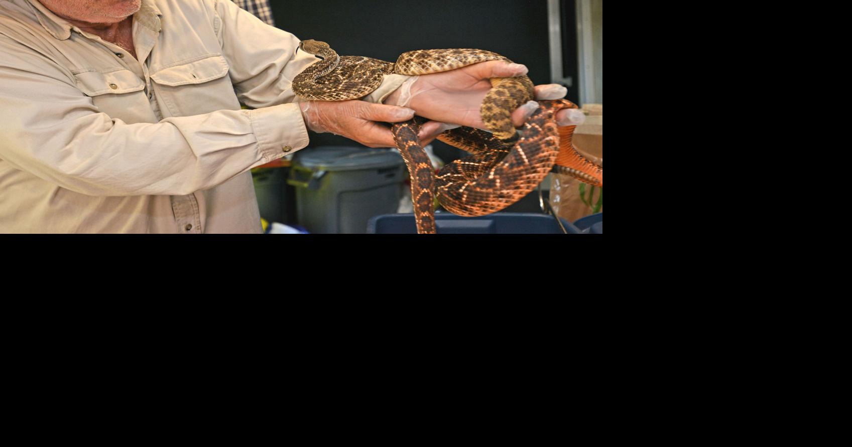 Traveling rattlesnake wrangler to face charges in Sullivan County court
