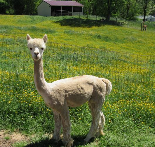 Dreamland Alpacas