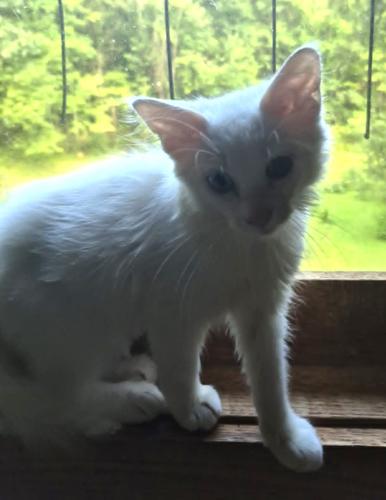 Bowie
