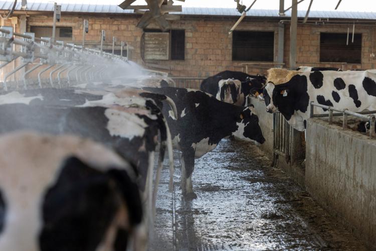 Extreme heat threatens Italy's Parmesan heartland