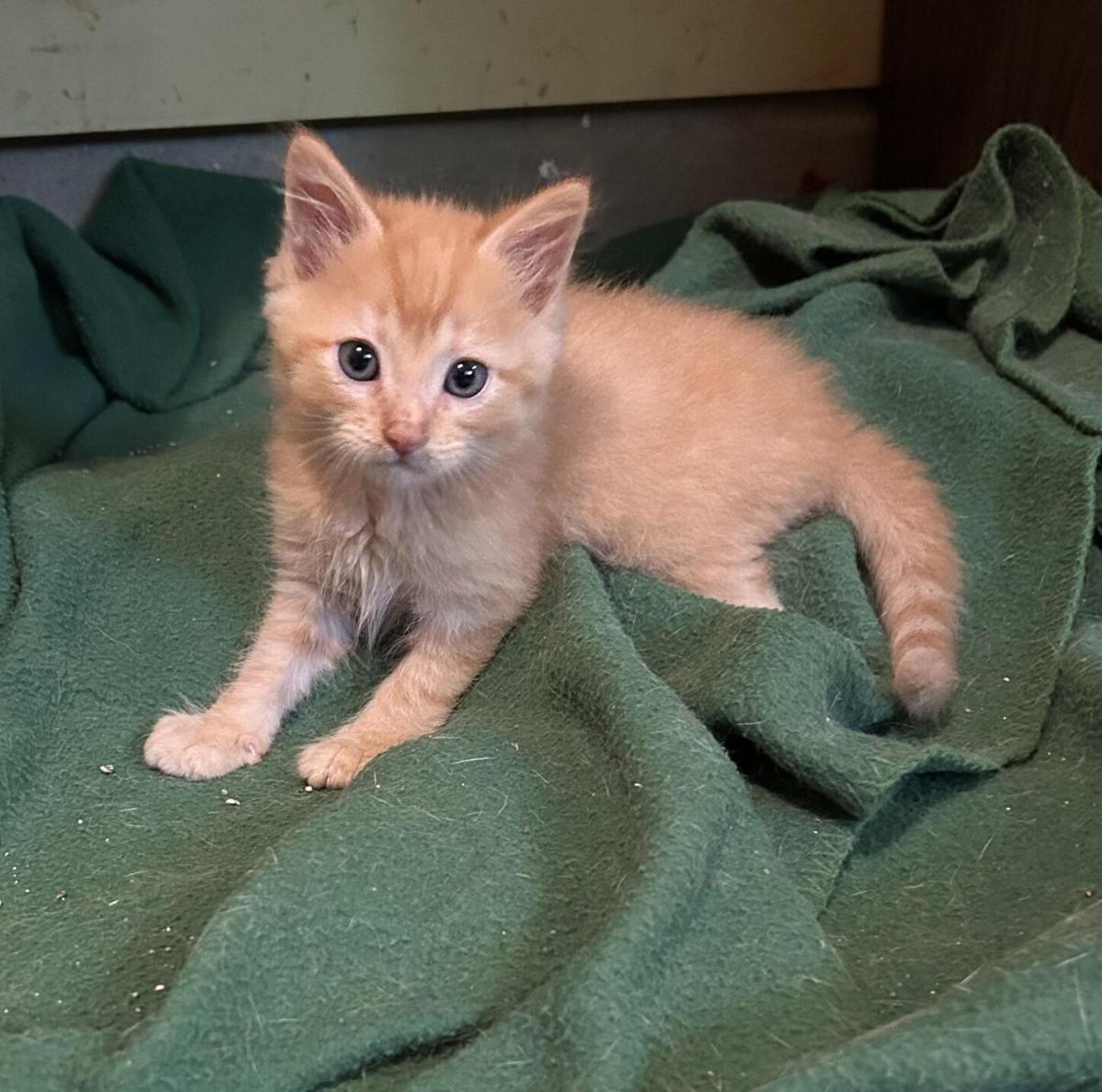 Pet of the Week
