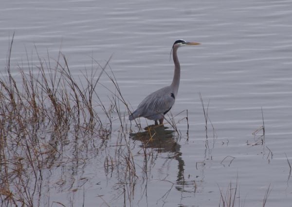Bird Count - Heron