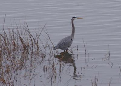 Bird Count - Heron