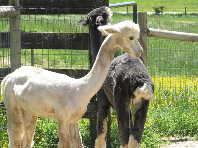 Dreamland Alpacas