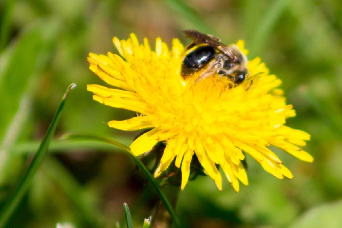 Pollinators
