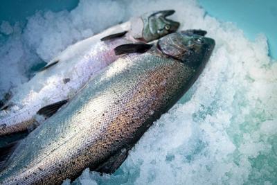 Why some of the best seafood you can buy comes frozen