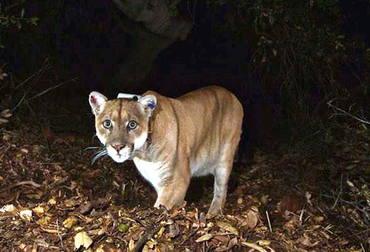Mountain lion