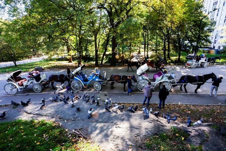 NEW YORK-HORSES/
