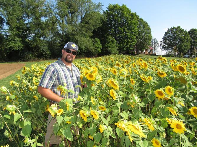 Sunflowers
