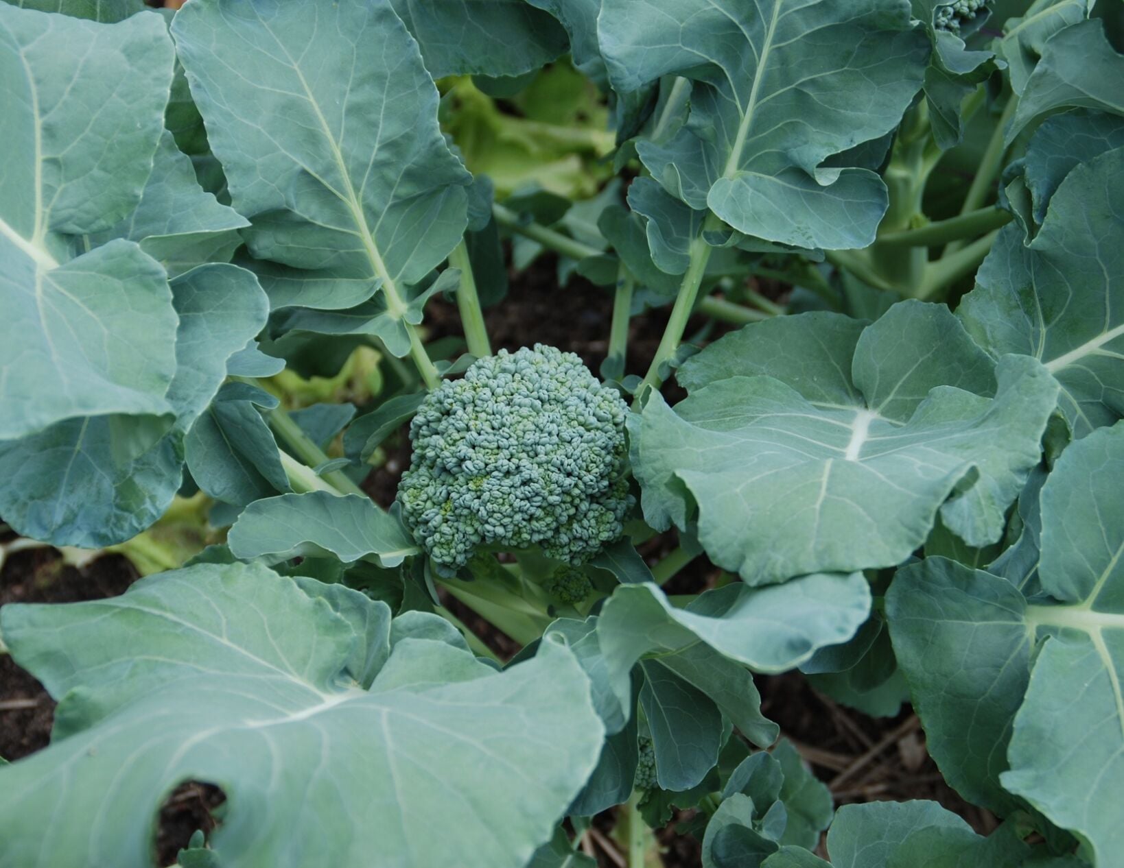 Myers Broccoli