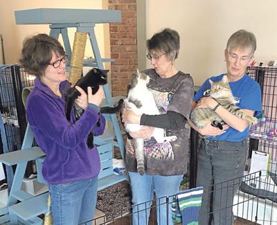 Smyth Animal Rescue Closes In On First Year Goals Latest News