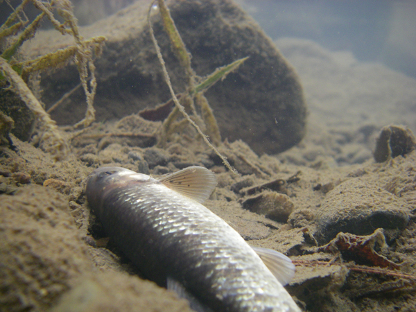 Fish kill 1