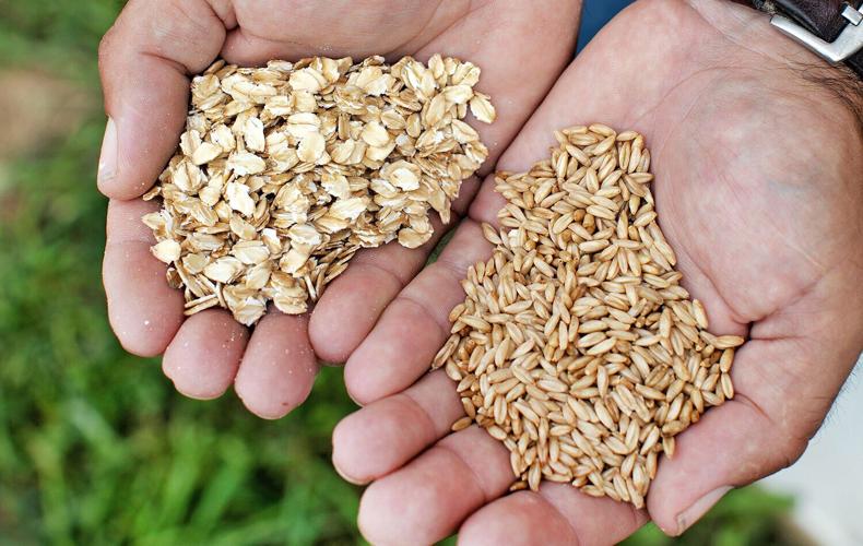 Rolled oats (no caption)