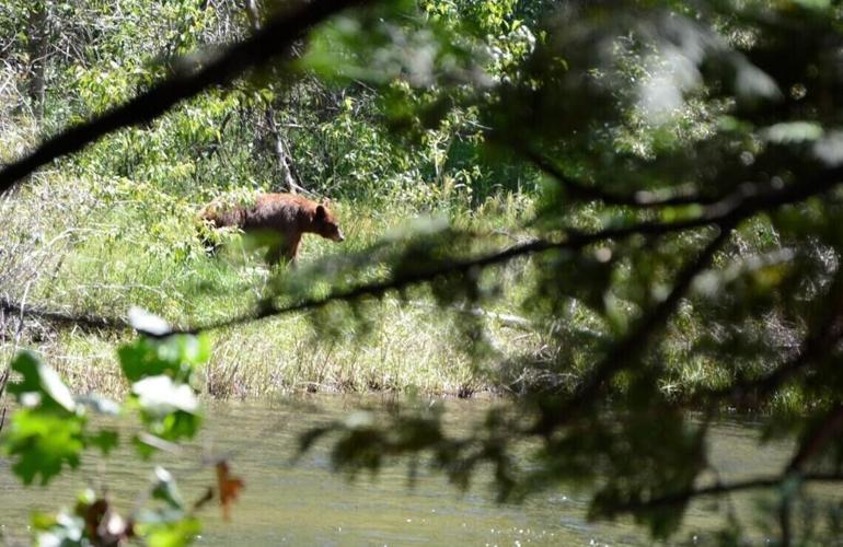 A bear is pictured Tuesday near Highway 140 just past the entrance of Yosemite National Park.